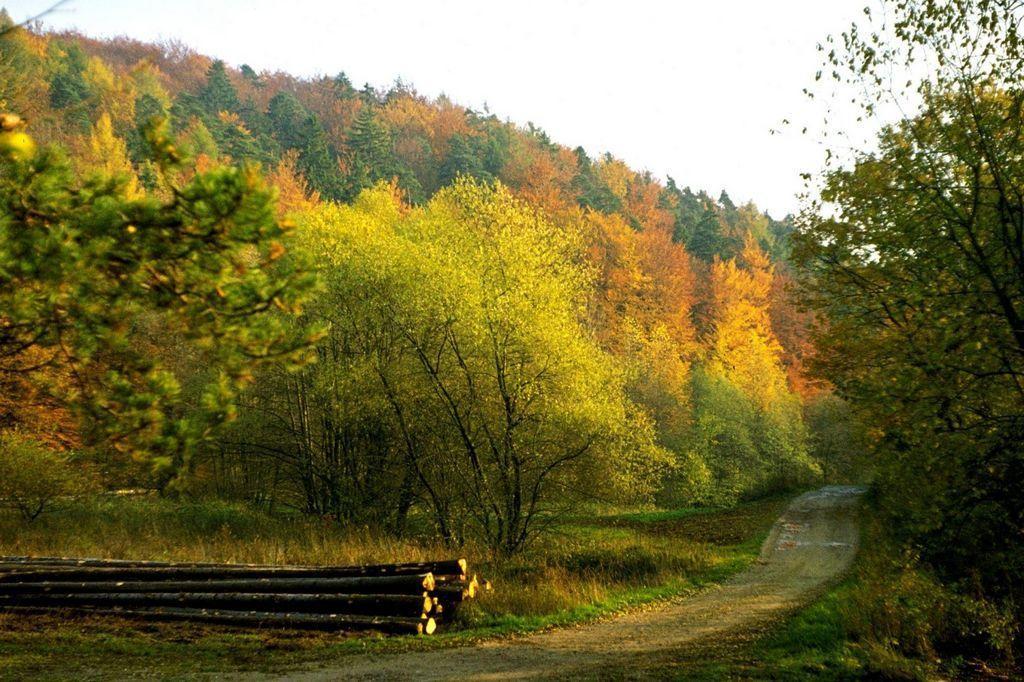 Fliederhof Ferienwohnungen Herresbach Bilik gambar